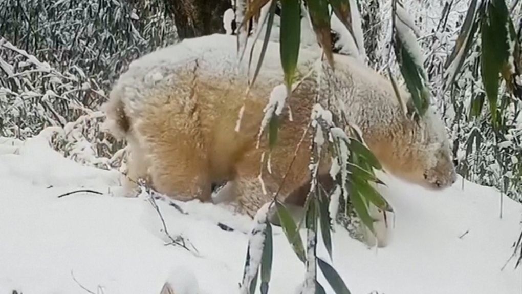 Rare All-White Panda Spotted In China’s Nature Reserve