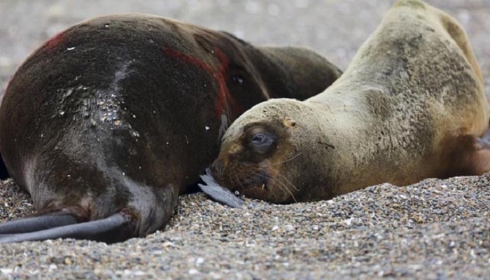 400 Seals, Sea Lions Die Due To Bird Flu In Uruguay