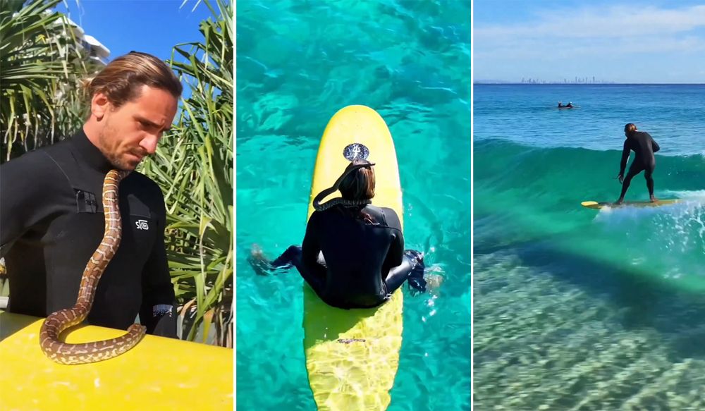 Australian Man Surfs With Python Around His Neck, Fined $1,500