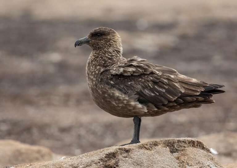 Bird flu detected in Antarctic for the first time, British Antarctic Survey says