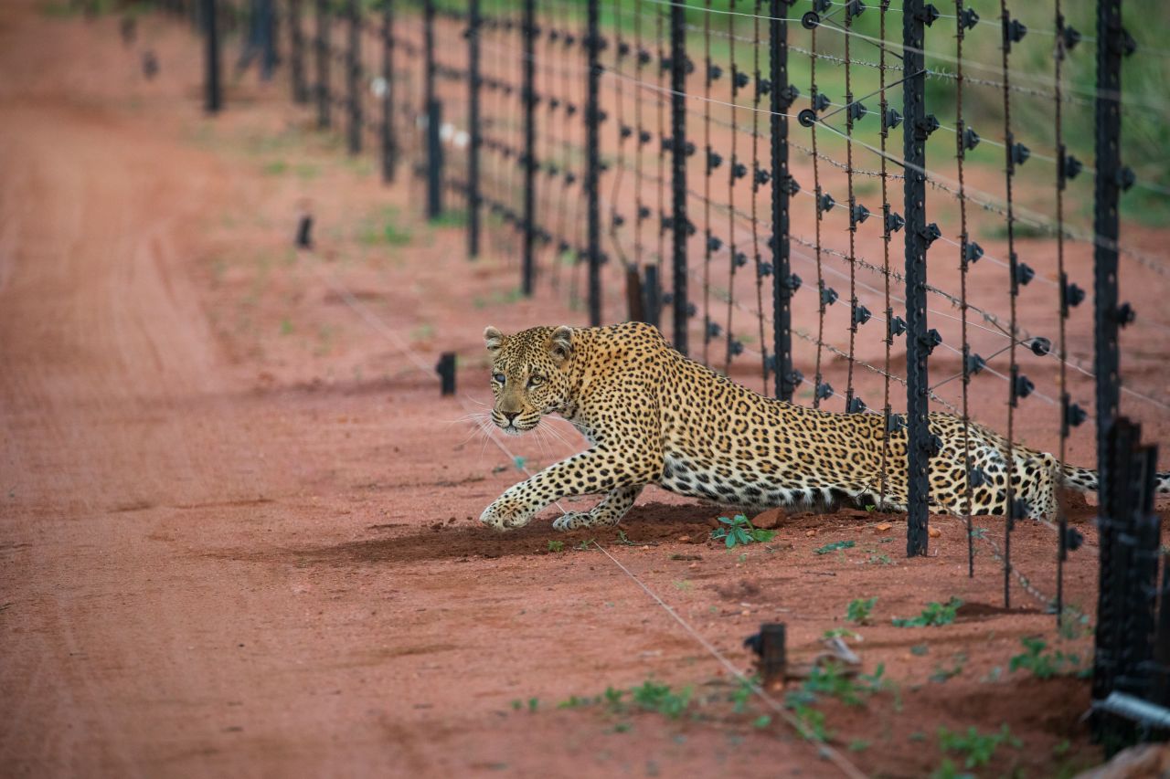 230929143307-african-leopard-fence-remembering-wildlife