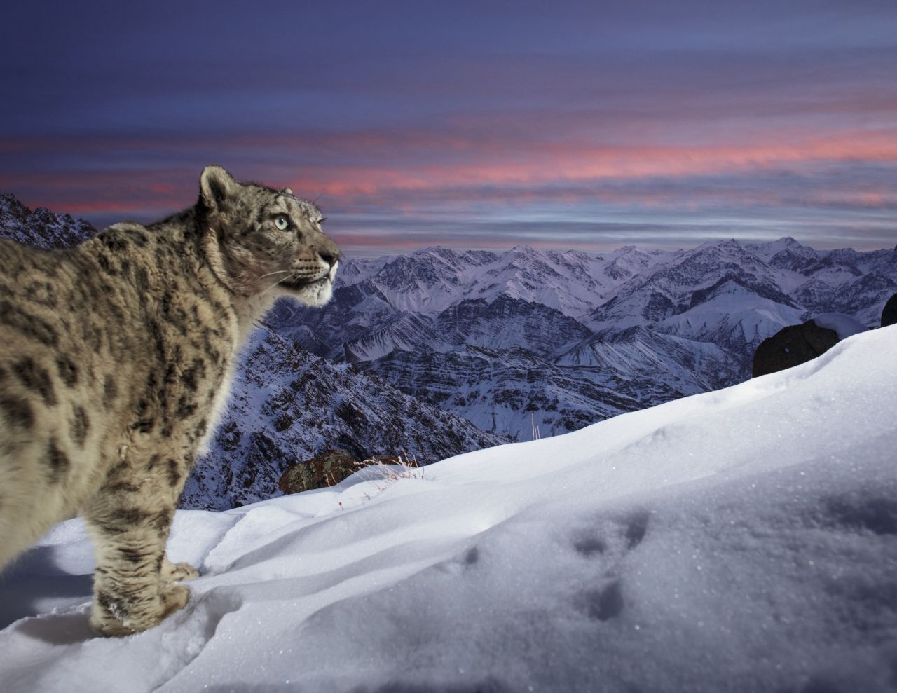 230929144531-snow-leopard-indian-mountains