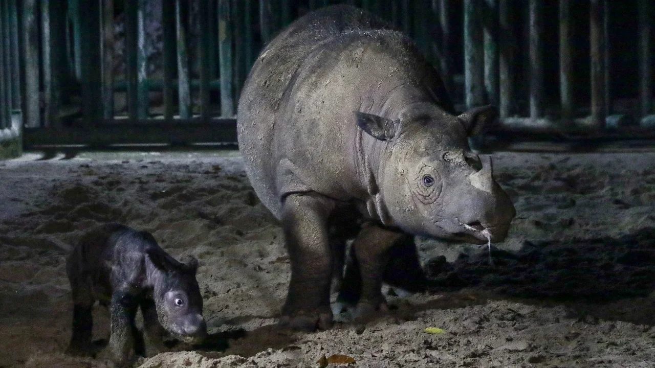 231002211522-02-sumatran-rhino-calf-indonesia