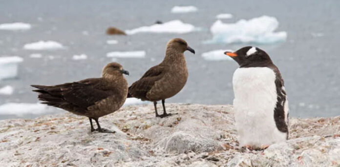 Bird flu detected in Antarctic for the first time, British Antarctic Survey says