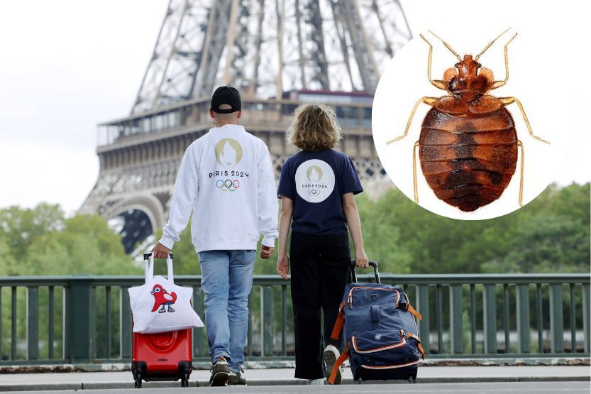Paris Crawling With Bedbugs As French Capital Prepares To Host Olympics Next Year