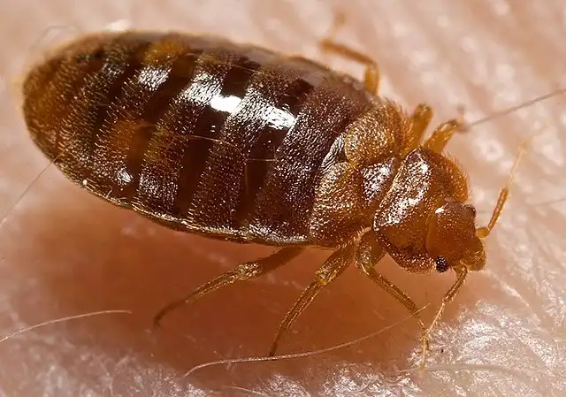 Two North African countries introduce measures to limit risk of bedbug infestation