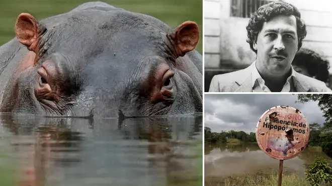 Pablo Escobar’s ‘cocaine hippos’ face Colombian government cull