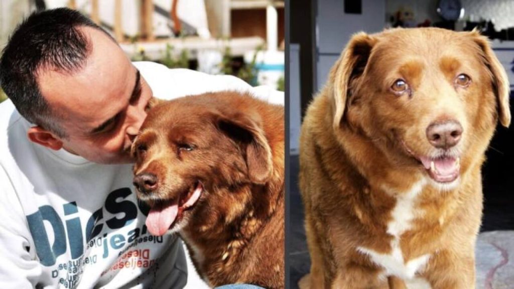 ‘Oldest ever dog,’ Bobi, has title suspended amid investigation
