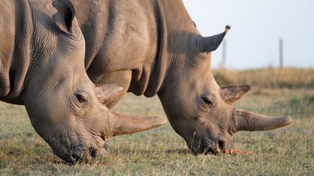 World first IVF rhino pregnancy