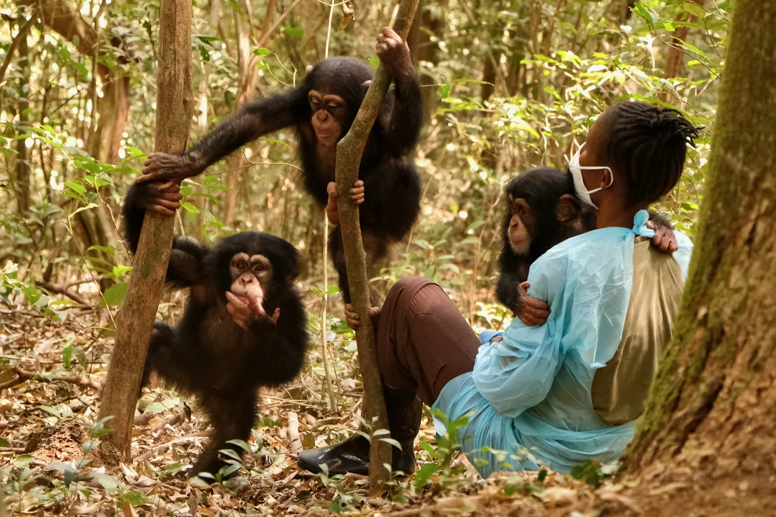 240130125730-07-fight-to-save-the-chimpanzee