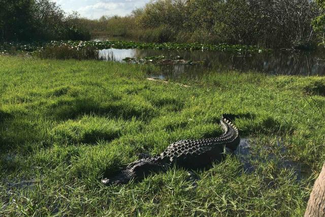 Man rescued after receiving apparent crocodile bite in the Everglades