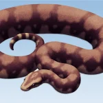 Colossal prehistoric snake discovered in India
