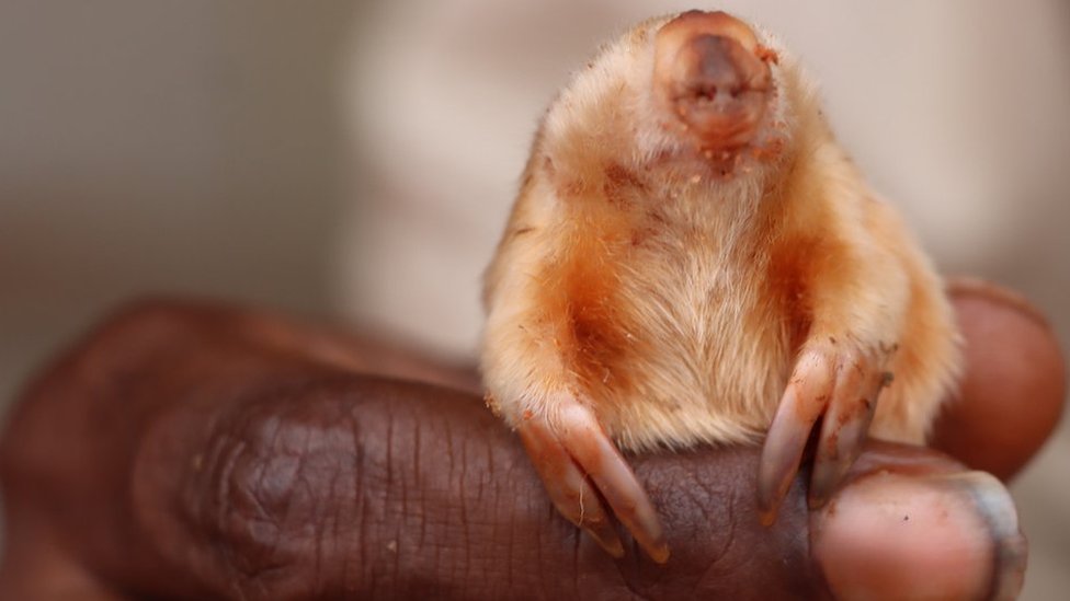 Ultra-rare, bizarre-looking blind mole photographed in Australia
