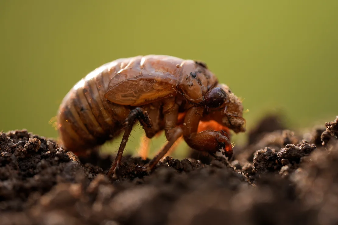  Naturalists have spotted the first arrivals in this spring’s historic cicada dual emergence.

The insects will infiltrate a much bigger geographical area than similar occurrences in other years because they are part of the synchronous emergence of two particular periodical cicada broods that haven’t appeared together since 1803.

More than a dozen states in the South and Midwest will experience the glorious and mysterious natural phenomenon when it gets in full swing. 