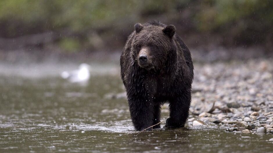 Hunter hospitalized with ‘significant injuries’ after grizzly bear attack in British Columbia