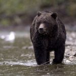 Hunter hospitalized with ‘significant injuries’ after grizzly bear attack in British Columbia