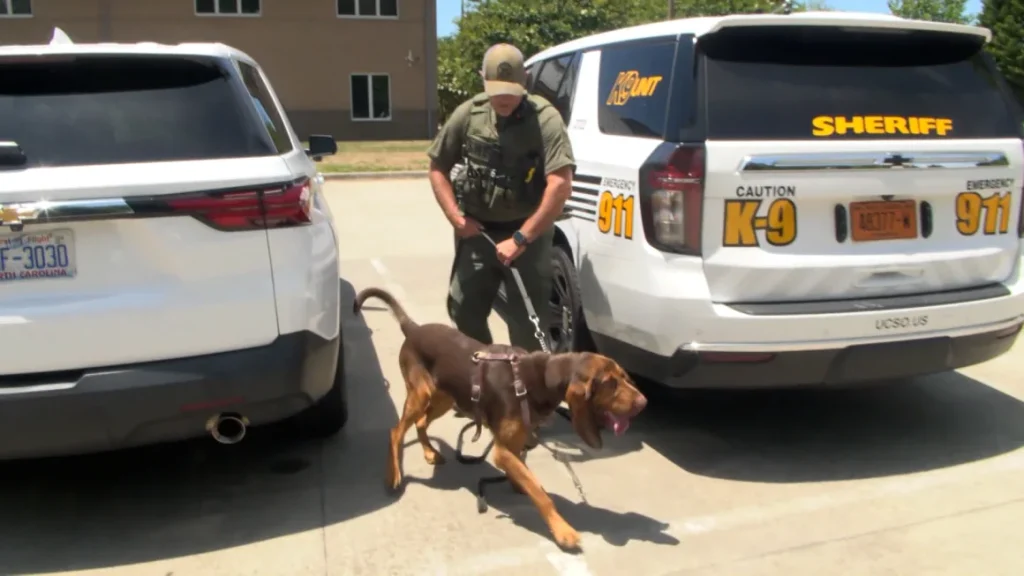 Police bloodhound Remi