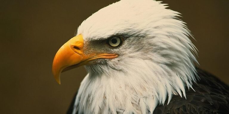 Biden signs a bill officially making the bald eagle the national bird of the US