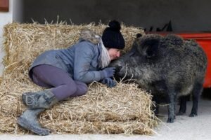 Adopted wild boar threatened with euthanasia can stay with owner, court rules