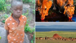 Boy, 7, found alive in ‘lion-infested’ Zimbabwe game park after going missing for five days