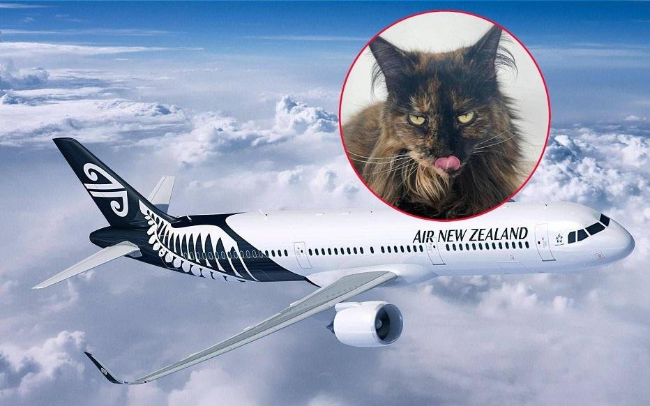 Cat mistakenly left on plane, makes three trips between New Zealand and Australia in 24 hours