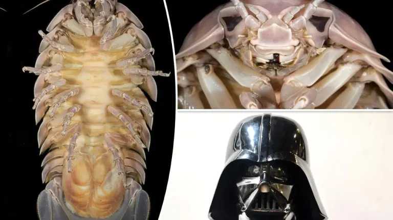 Giant ‘Darth Vader’ sea bug discovered off the coast of Vietnam