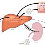 SGLT2 Inhibitors