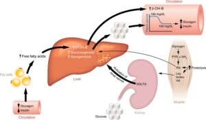 SGLT2 Inhibitors: Inhibitors list for Heart Failure and Work Mechanism