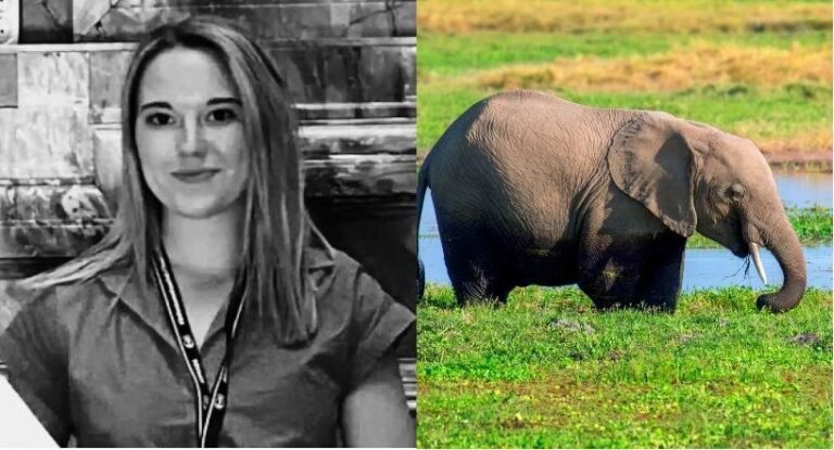 Spanish woman killed by elephant in Thailand while bathing animal, police say