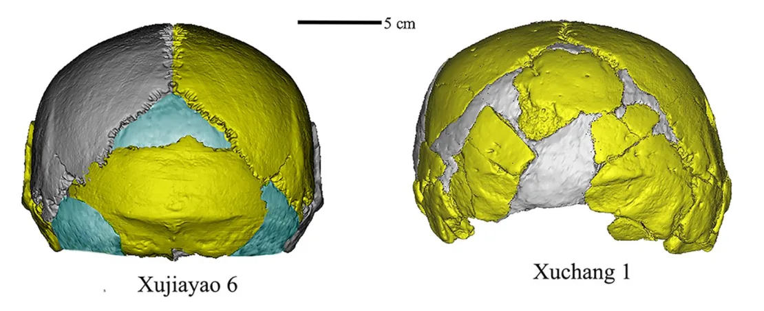 figure-1-xjy-6-r-cranium-new-20250124214417347