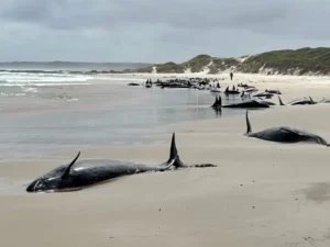 90 whales stranded on Australian beach to be euthanized after failed rescue bid