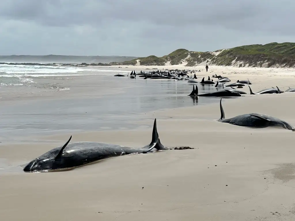 90 whales stranded on Australian beach to be euthanized after failed rescue bid