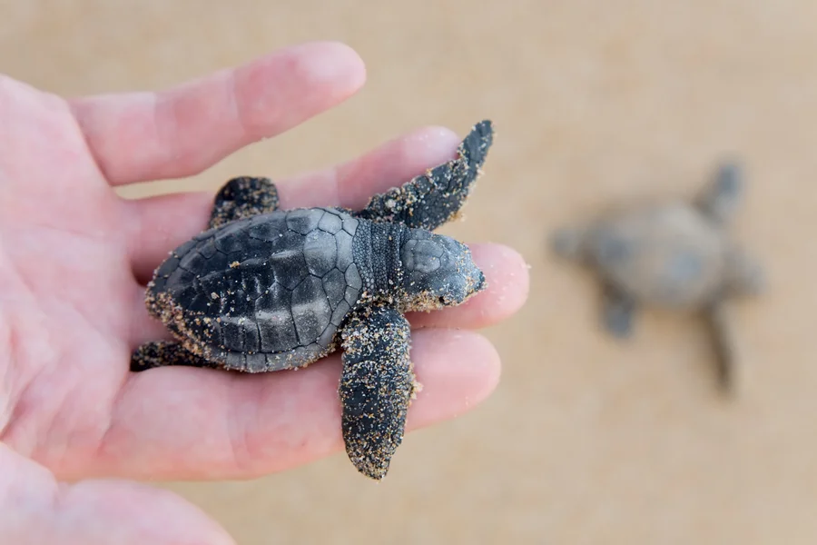 Earth’s magnetic field triggers a superpower in sea turtles that makes them ‘dance’