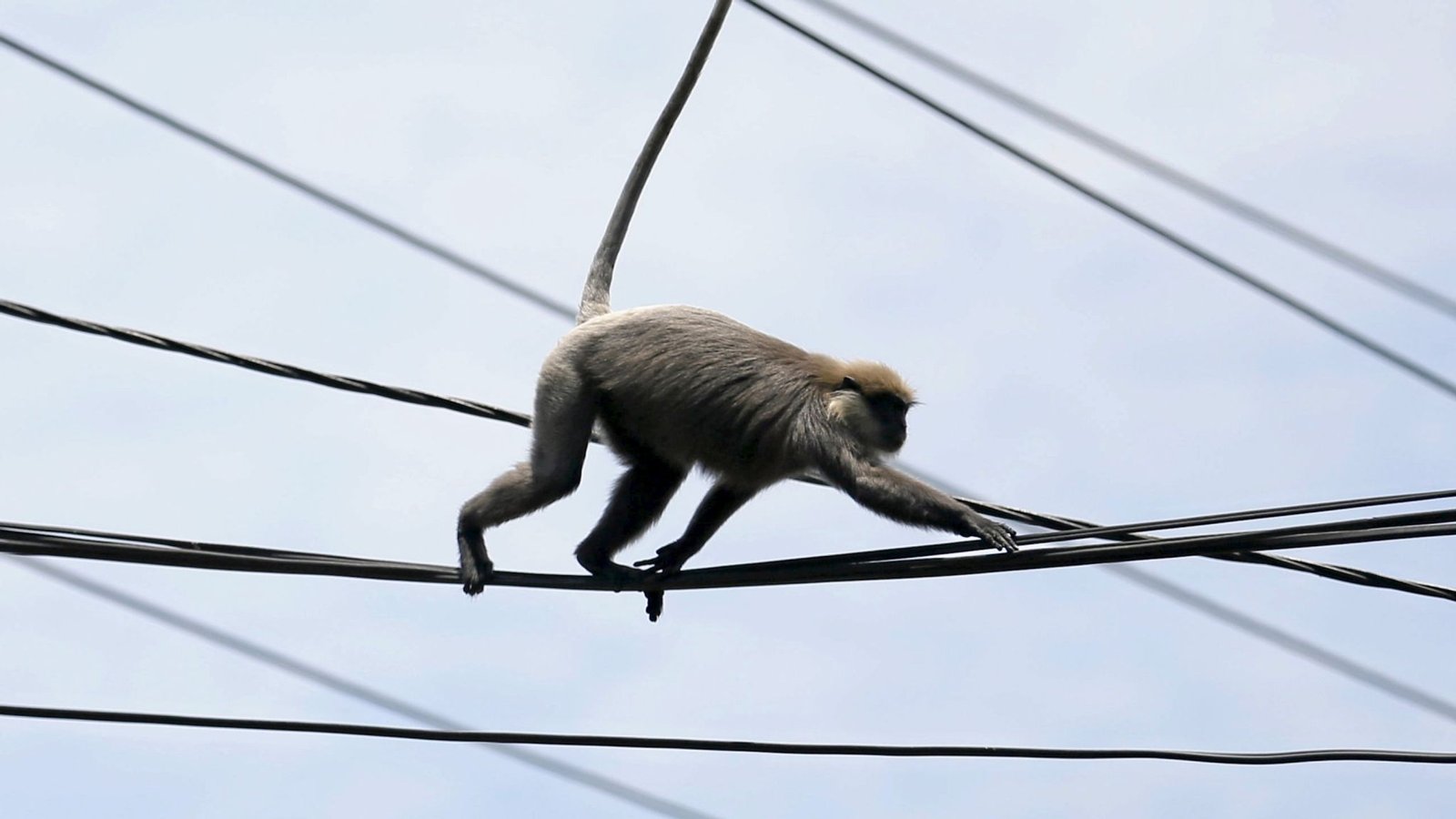 Monkey blamed for nationwide blackout as Sri Lanka scrambles to restore power