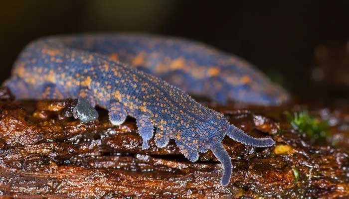 New Zealand’s bug of the year is an ancient worm that spits poison goo