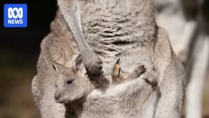 Scientists produced world’s first kangaroo embryo through IVF. It has sparked hope for marsupial conservation