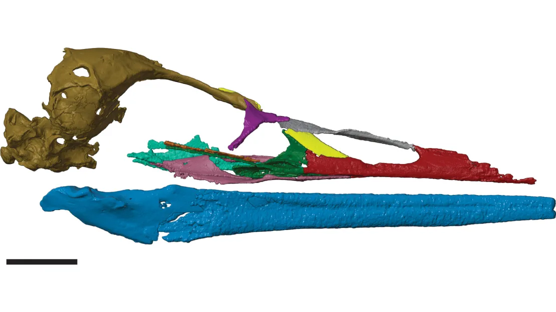 vegavis-skull-reconstruction