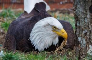 Murphy, beloved bald eagle who went viral for incubating a rock, dies after Missouri storms